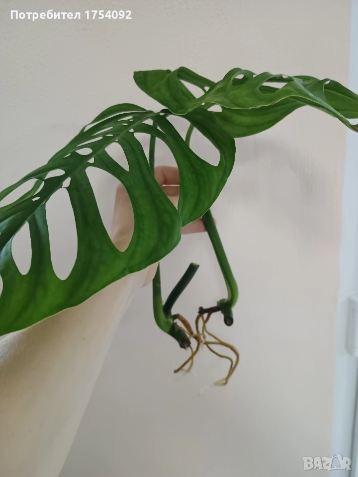 Вкоренени резници Monstera Esqueleto, снимка 1