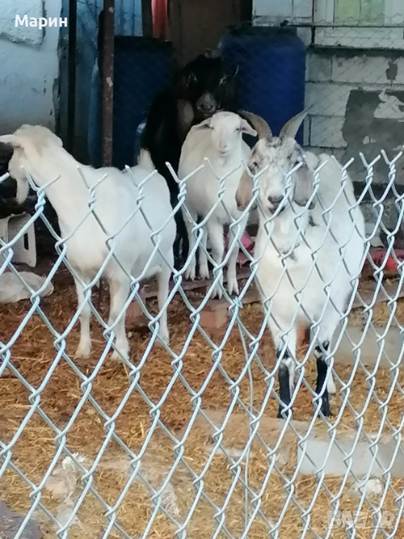 Продавам три кози, снимка 1