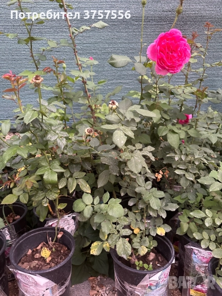 5 рози в саксии 15 лв, снимка 1