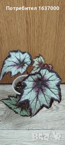 Бегония Dark eyes 