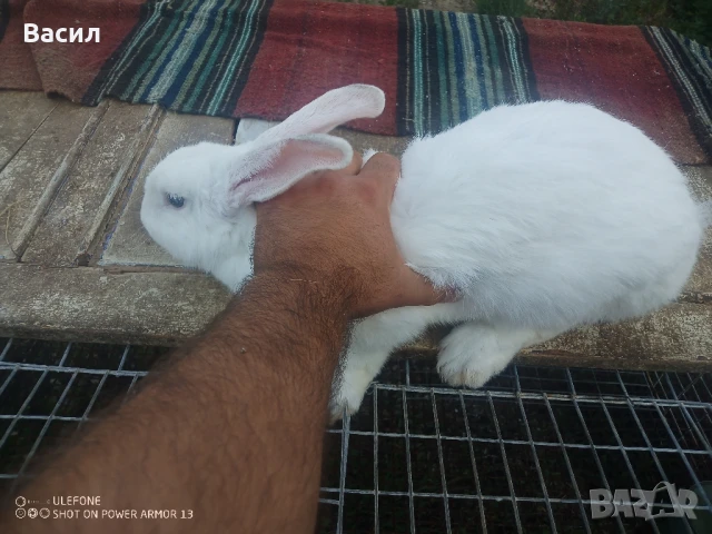Зайци домашни , снимка 6 - Други животни - 51395663