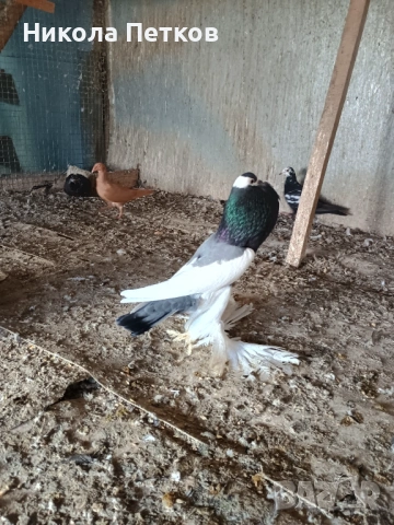 Седлати болани , снимка 7 - Гълъби - 53248857