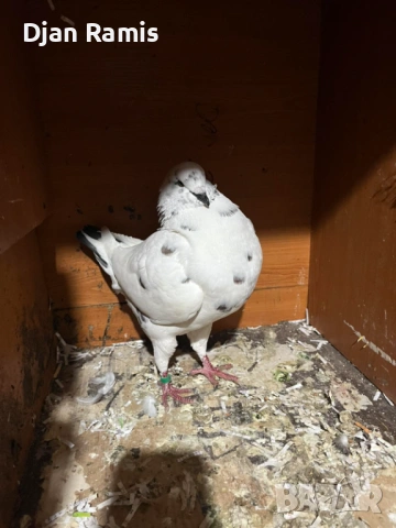 2 женски гълъба Американски кинг, снимка 3 - Гълъби - 53126355