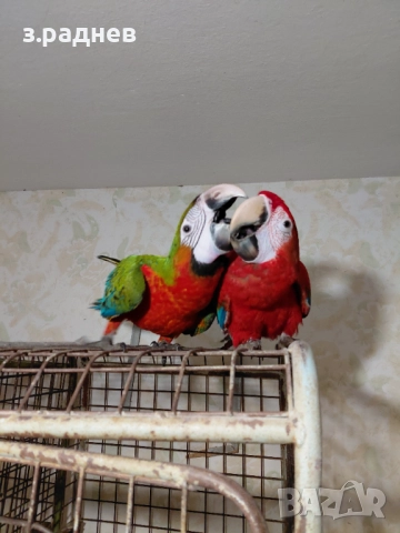 Ръчнохранени ара арлекин и ара руби, снимка 5 - Папагали - 52202984