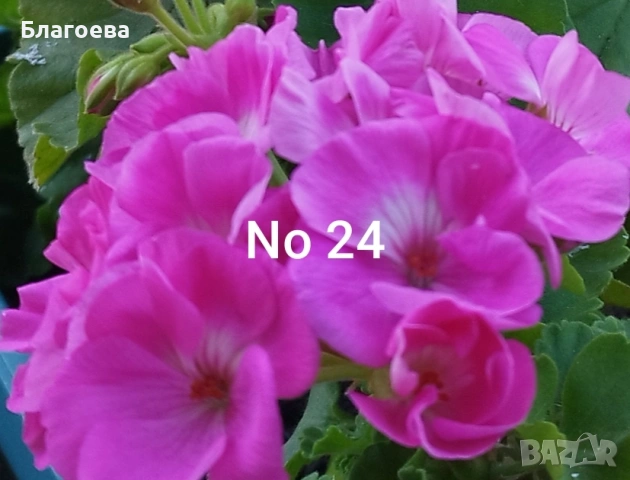 Мушкато розово-бяло 