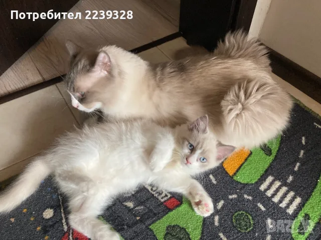 Регдол Ragdoll котета, снимка 15 - Други - 47147558