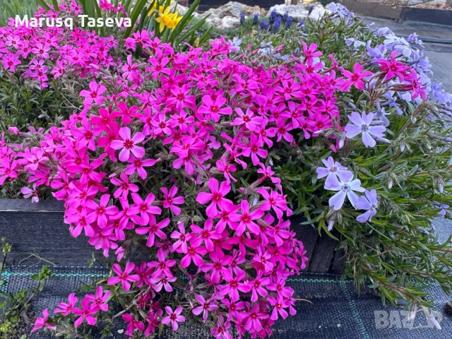 Флокс цикламен и светло син. , снимка 7 - Градински цветя и растения - 53818163