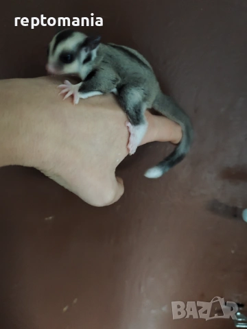 Захарна катеричка летяща торбеста катерица, снимка 12 - Други животни - 53143127