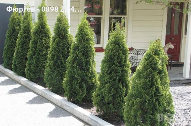 Западна туя Смарагд (Thuja occidentalis Smaragd), снимка 5 - Разсади - 37658165