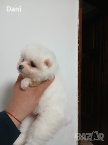 Mini Pomeran, снимка 5 - Померан - 53453223