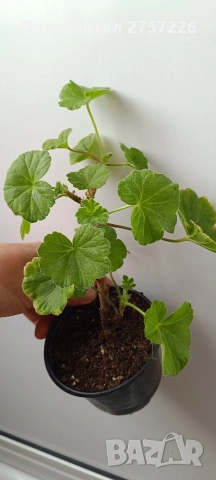 P.Millfield Rise, снимка 2 - Стайни растения - 54212733