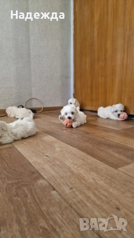 Малтийска болонка , снимка 2 - Болонка - 54257659