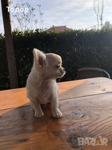 Продавам мини чихуахуа , снимка 5 - Чихуахуа - 53724231