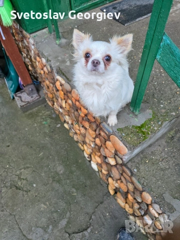 чихуахуа, снимка 2 - Чихуахуа - 54165469