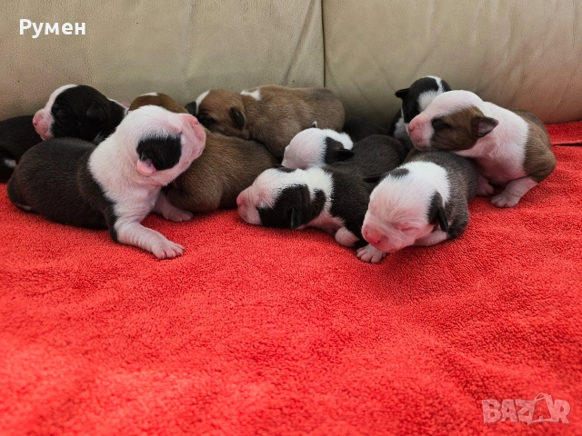 Американски стафордшир териер , снимка 5 - Американски стафордширски териер - 53970216