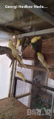 Продавам пойни папагали, снимка 5 - Папагали - 45446378