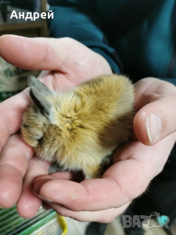 Мини декоративни зайчета отново налични