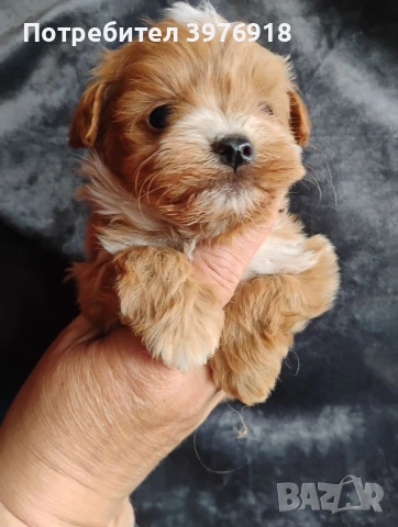 предлагам малтипу момчета