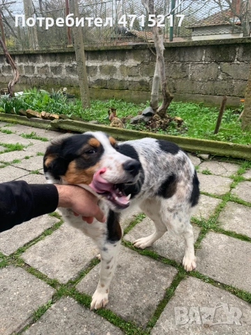 Смеска с бретон шпанйол и гонче , снимка 5 - Гонче - 53174648