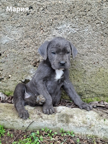 Кане Корсо- Италиано, снимка 6 - Кане корсо - 53401347