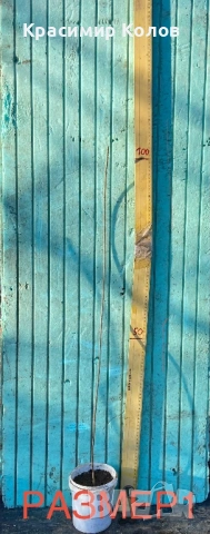 Нарове – селекция от много сортове с различни характеристики ,растения, дръвчета, снимка 13 - Градински цветя и растения - 52516852