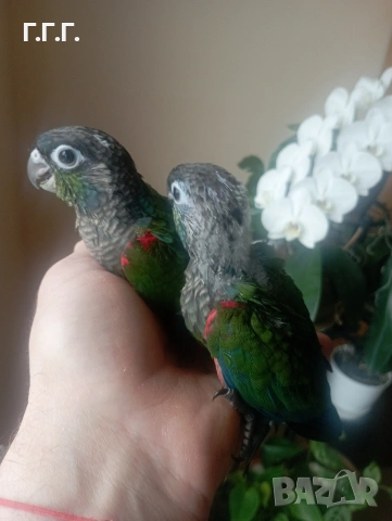 Бебета Пирура перлата, снимка 7 - Папагали - 54287717
