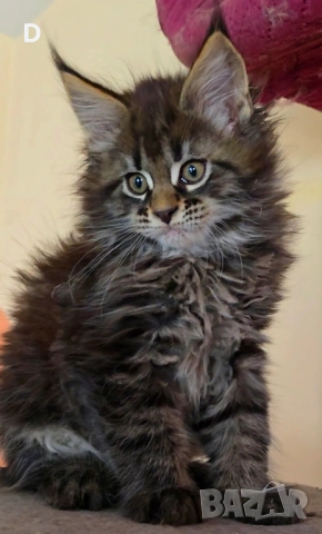 Уникални мейн куун дългокосмести котенца, снимка 3 - Мейн кун - 51780684