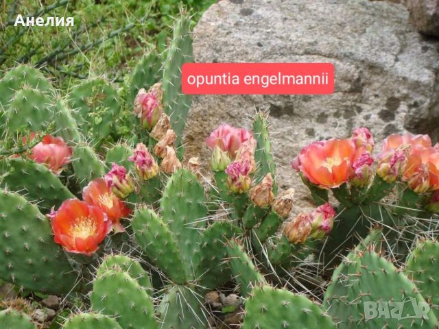 Зимоустойчиви кактуси за продажба 6 вида големи растения , снимка 5 - Градински цветя и растения - 46287726