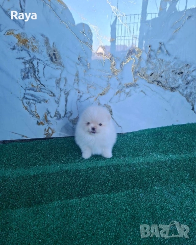 Померани със и без родословие, снимка 2 - Померан - 40676047