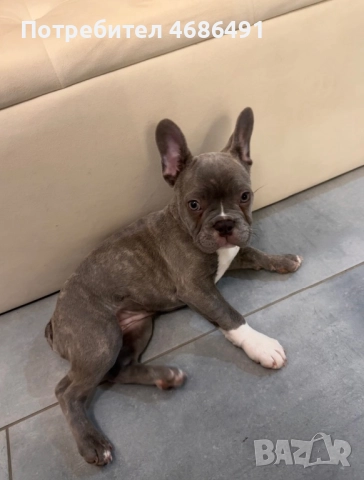 Син Френски Булдог, снимка 6 - Френски булдог - 52835830