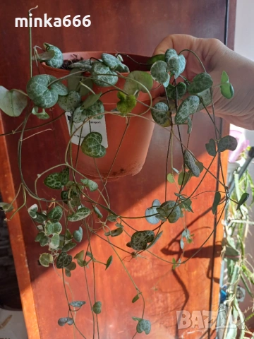 Вариегатна церопегия, снимка 2 - Стайни растения - 53955479