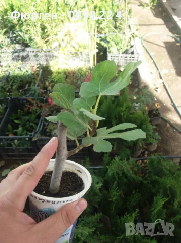 Смокиня сорт Далматинска - Ficus carica Dalmatie , снимка 5 - Разсади - 46919013