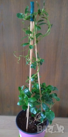 Дипладения Мандевила Grand rose, снимка 2 - Градински цветя и растения - 53617184