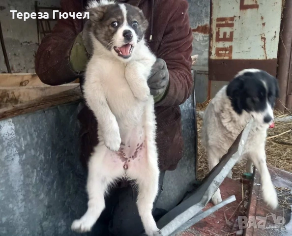 🐶 Каракачански  кученца –  каракачанки (каракачанка)🐾, снимка 11 - Каракачанска овчарка - 50196522