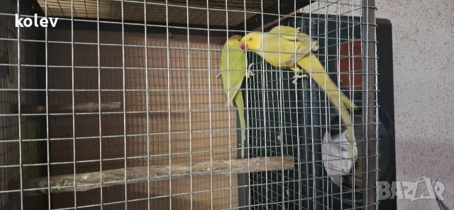 Папагали Малък Александър /двойка, снимка 4 - Папагали - 43090136
