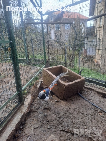 Продавам копринки джинки и фазани , снимка 4 - други­ - 52510607