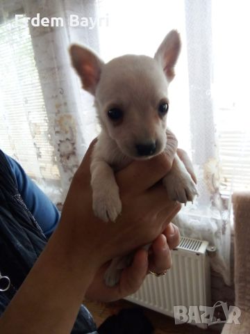 Продавам мъжко кученце Чихуахуа на един месец, снимка 3 - Чихуахуа - 45341581