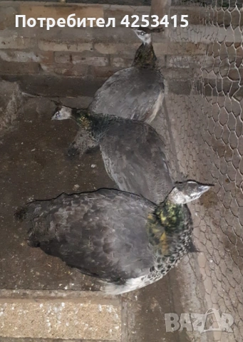 Продавам паунчета на 9 месеца , снимка 10 - други­ - 52271846