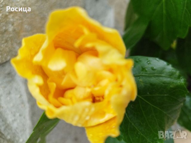 китайска роза , снимка 3 - Стайни растения - 45680509