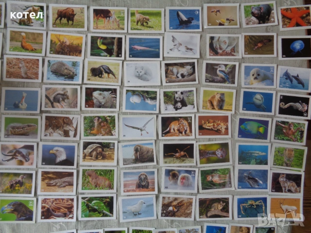 Продавам 90 броя стикери Billa Animal Planet (Светът на животните), снимка 3 - Колекции - 54123925