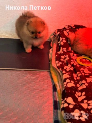 Померан, снимка 2 - Померан - 53176254