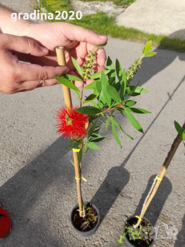 Калистемон (Callistemon citrinus) Размер 80-100см, снимка 3 - Разсади - 45753765