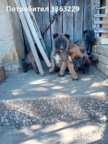 Продавам белгийски овчарки , снимка 11 - Белгийска овчарка - 53787310