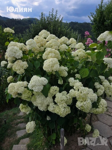 Хортензия ,бяла и розова , снимка 14 - Градински цветя и растения - 45320991