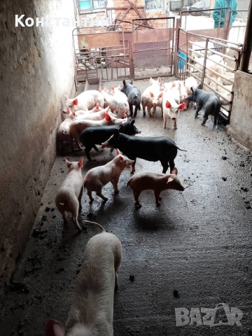 Малки прасета за угояване , снимка 2 - Прасета - 53734815