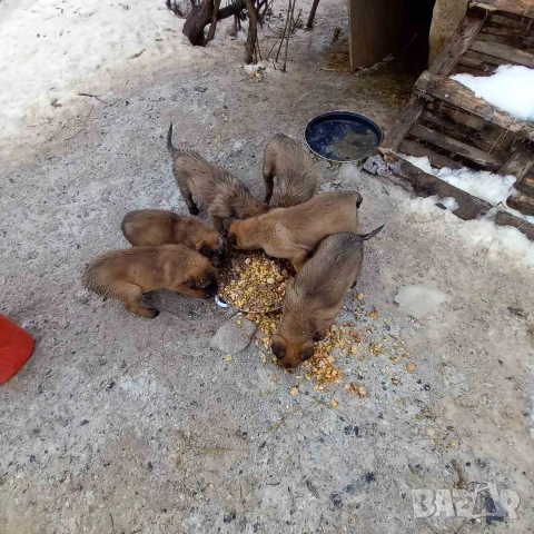 Продавам белгийски овчарки/малиноа, снимка 3 - Белгийска овчарка - 53276339