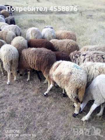 продавам овце агнета