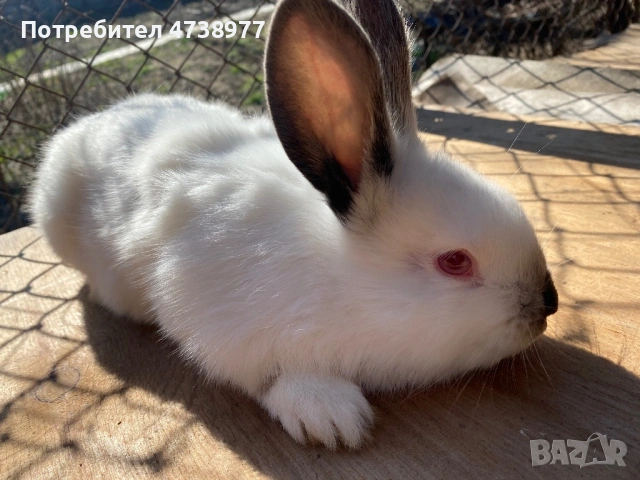 Зайци, снимка 3 - Други - 53782713