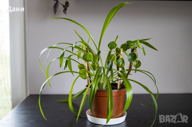 🌿 Китайска паричка (Pilea peperomioides) + Хлорофитум (Chlorophytum comosum) в едно 🌿, снимка 11 - Стайни растения - 52061152