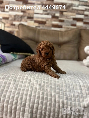 Мини пудел, снимка 2 - Пудели - 52840743